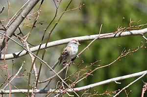 005 Sparrow, American Tree, 2023-03277628 Broad Meadow Brook, MA Broad Meadow Brook, MA